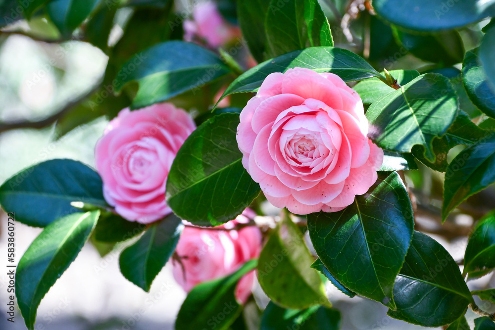 美しいピンクの椿の花「淡乙女」