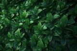 Сloseup nature view of tropical leaf background, dark tone concept. Generative ai