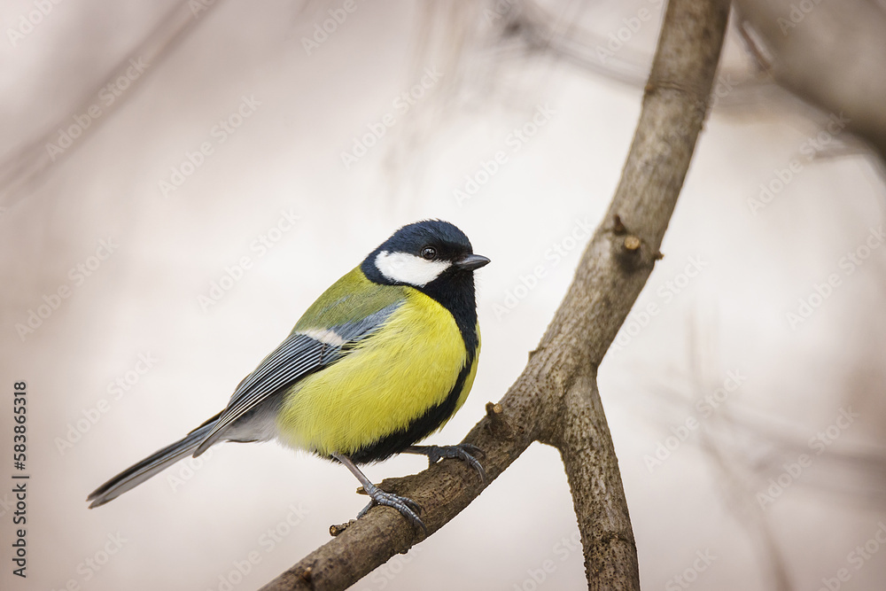 The great tit sitting on tree branch..