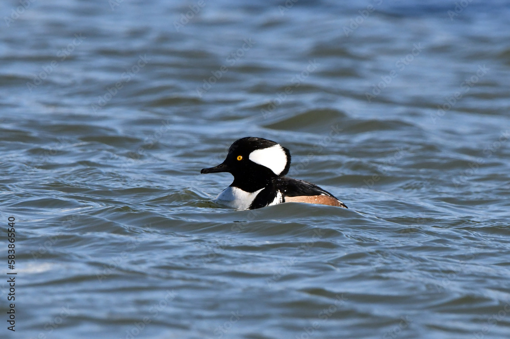 Fototapeta premium Colorful male Hooded Merganser duck floating in harbor