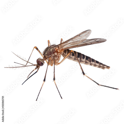 close up side view of mosquito , isolated on transparent background cutout , generative ai