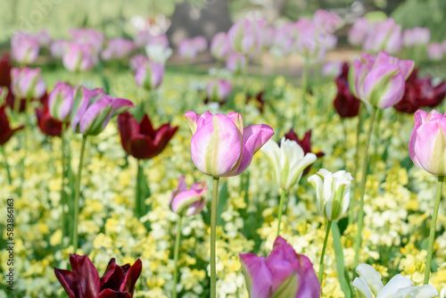 Pink tulip flowers on tulip field in spring. Bright shiny tulips flowerbed. Selective focus