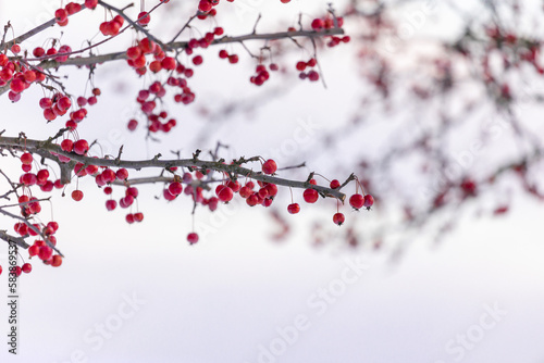 wild red apples on a branch in winter against a sky background