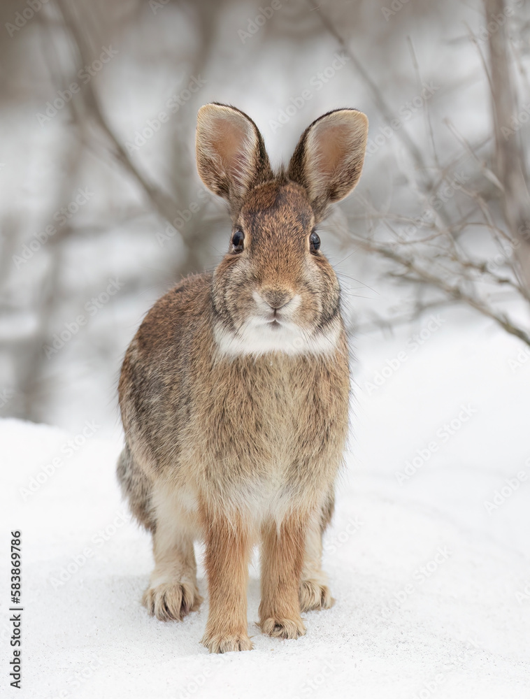 Fototapeta premium Eastern cottontail rabbit sitting in the snow in a winter forest in Canada