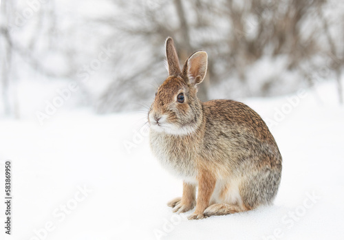 Eastern cottontail rabbit sitting in the snow in a winter forest in Canada photo