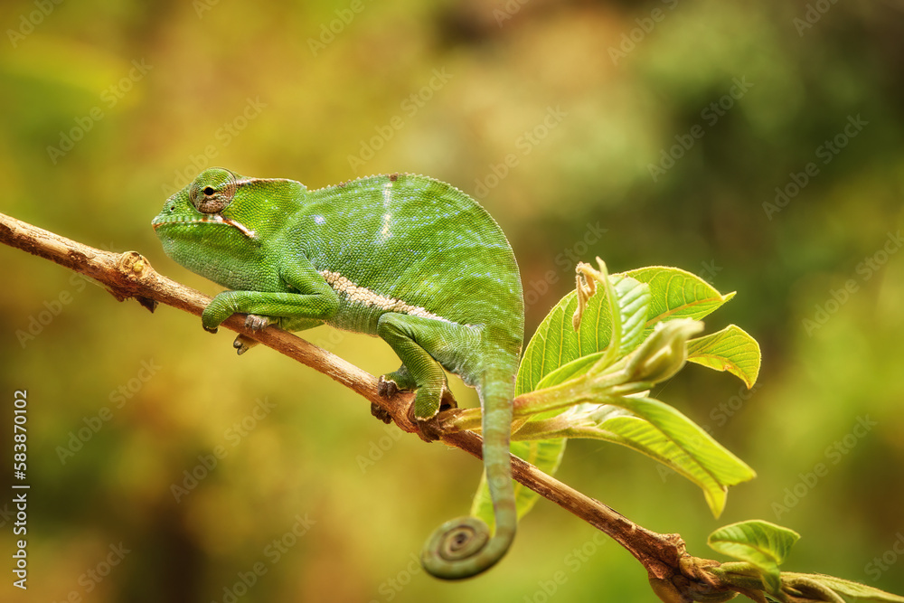 Chameleons of  Madagascar: Furcifer bifidus, Attractive, bright green striped chameleon endemic to Madagascar, climbing on branch with leaves, curled tail, blurred green-orange background.