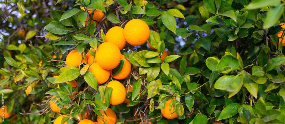 Oranges harvest on the plantation in the garden. Citrus trees with mandarins and lemons. Ripe fruits of lemons and oranges on the branches of a tree. Gardening in Cyprus.