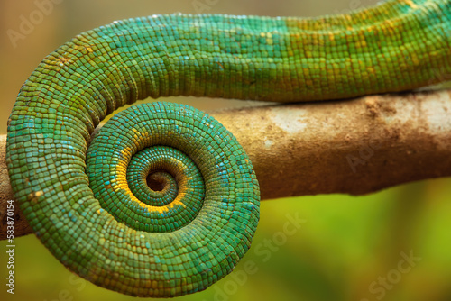 Graphic element, isolated on a blurred green background, detail of the curled tail of Parson's chameleon, Calumma parsonii, in green and blue. Wild animal, Madagascar.