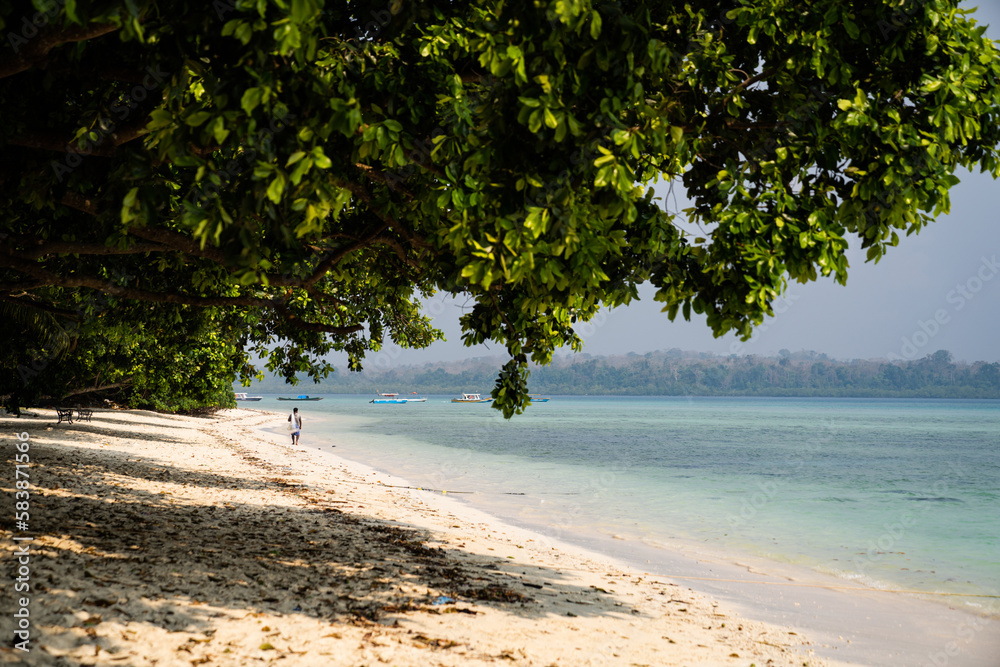 Obraz premium Beach ocean trees 