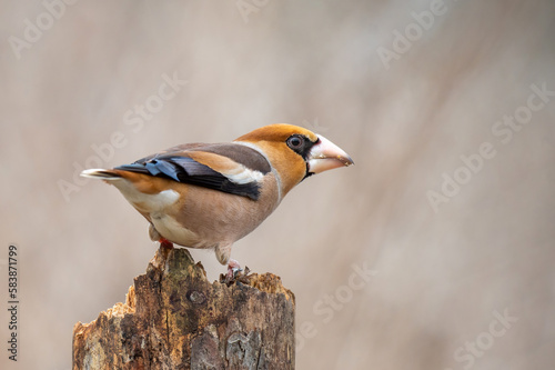 Hawfinch Coccothraustes coccothraustes. Bird is sitting on a stick beautiful background