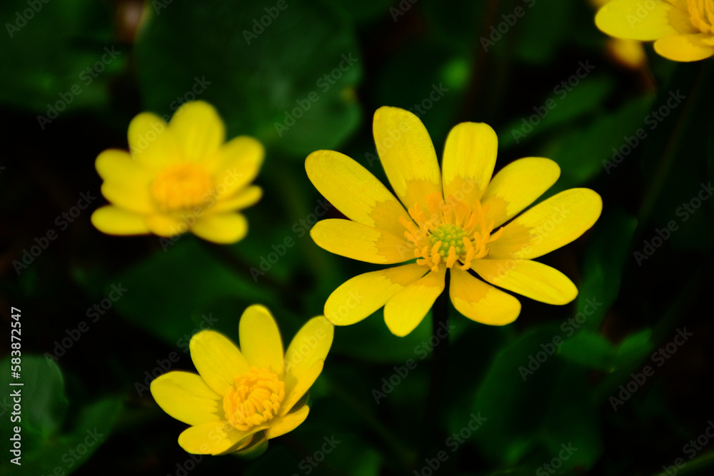 beautiful bright yellow Adonis Vernalis flower macro. soft blurred dark background. isolated image. pheasant's eye. false hellebore. herb. perennial flowering plant. beauty in nature. herbal plant beautiful bright yellow Adonis Vernalis flower macro. soft blurred dark background. isolated image. pheasant's eye. false hellebore. herb. perennial flowering plant. beauty in nature. herbal plant