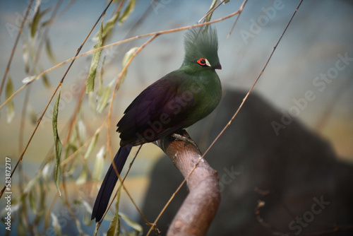 Photo of a turaco bird on a tree branch photo