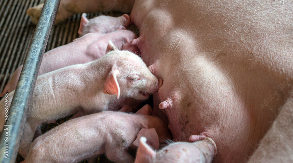 The top view of Many newly born piglets are sleeping on the mother's milk, Momma pig feeding baby pigs The top view of Many newly born piglets are sleeping on the mother's milk, Momma pig feeding baby pigs