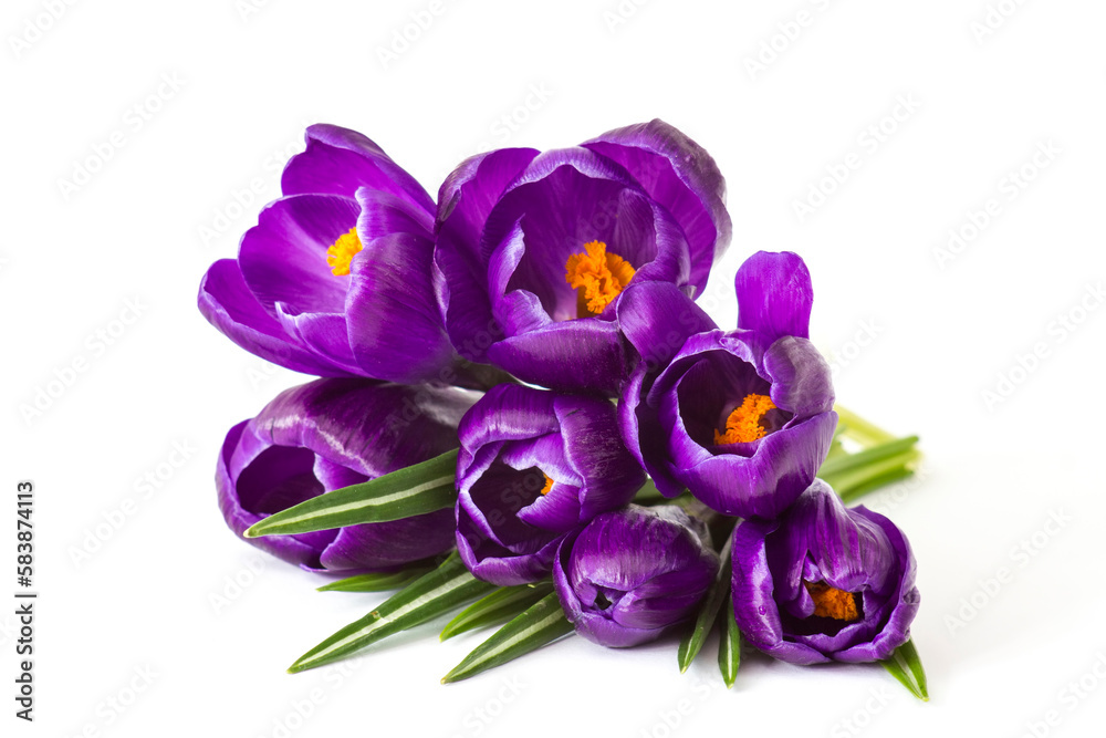 crosus flowers on white background - spring flowers