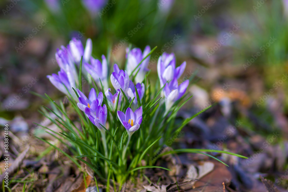 crosus flowers in a garden - spring flowers