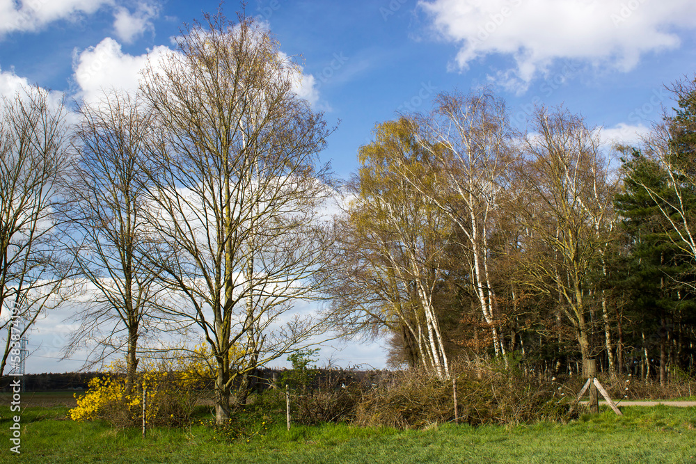 German countryside landscape with birch trees and bush German countryside landscape with birch trees and bush