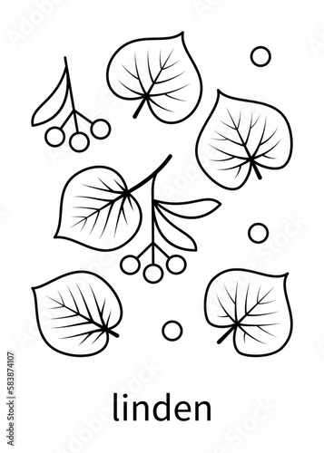 Linden leaves and linden fruit vector line icons. Nature and ecology. Isolated collection of leaves linden for websites icon on white background.