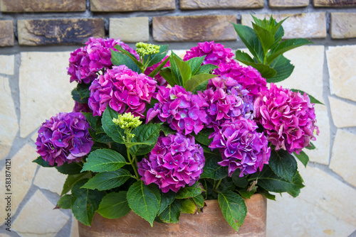 hortensia flowers in a clay pot