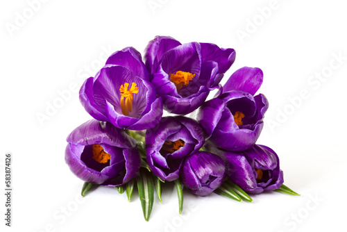 crosus flowers on white background - spring flowers