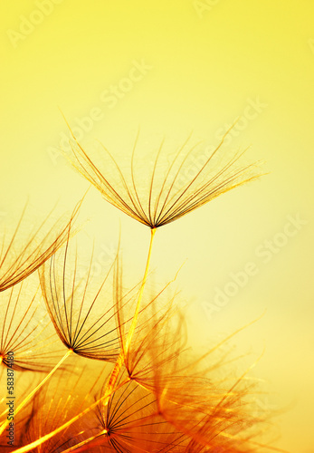 Dandelion flower on sun