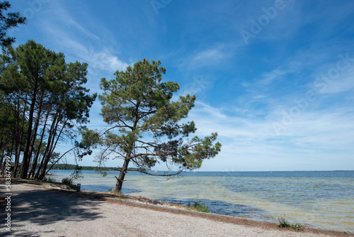 Fototapeta Naklejka Na Ścianę i Meble -  le rivage du lac d'Hourtin