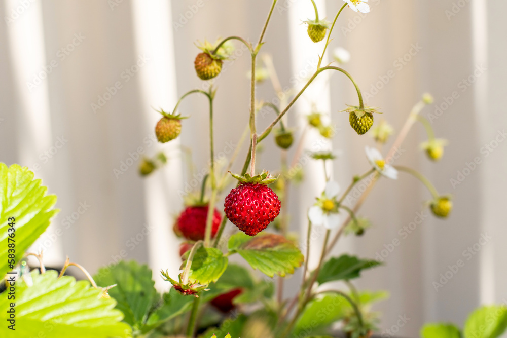 Organic ripe red berries and flowers of wild alpine strawberry plant growing in a pot in the urban garden on a sunny summer day Organic ripe red berries and flowers of wild alpine strawberry plant growing in a pot in the urban garden on a sunny summer day
