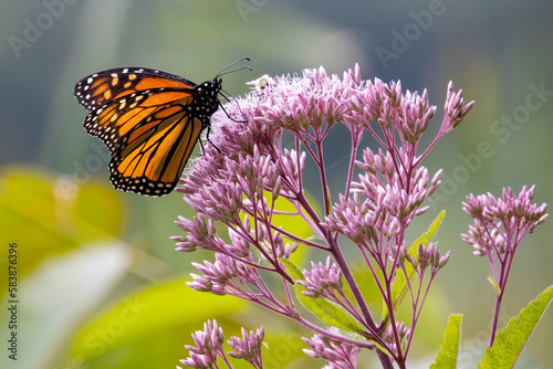Monarch Butterfly on Joe-Pye weed flower, Massachusetts, New England photo