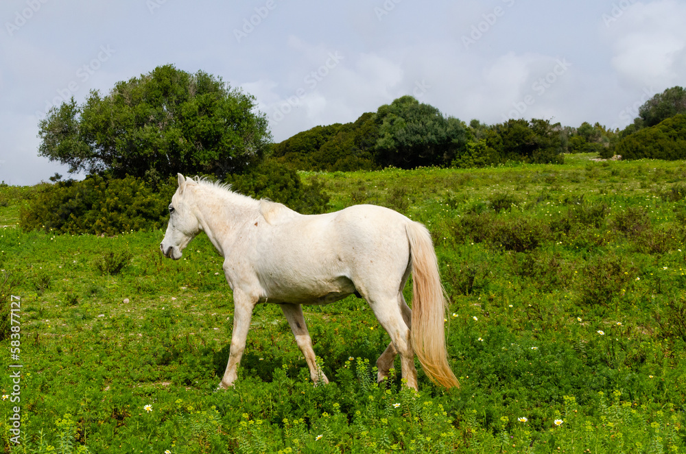 Caballo blanco paseando por el campo Caballo blanco paseando por el campo