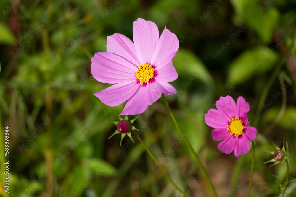 Beautiful pink color cosmos (Mexican aster) flower background Beautiful pink color cosmos (Mexican aster) flower background