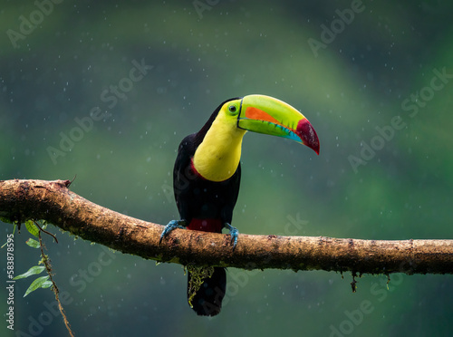Toucan of rainforest, fantastic bird under heavy rain, Costa Rica photo