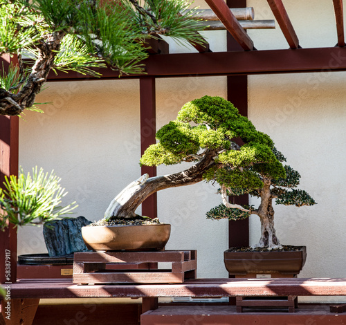 Peaceful Bobsai