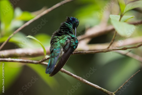 Himmingbird - Campylopterus hemileucurus - sitting on a branch