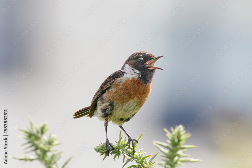 Beautiful stonechat during spring Beautiful stonechat during spring