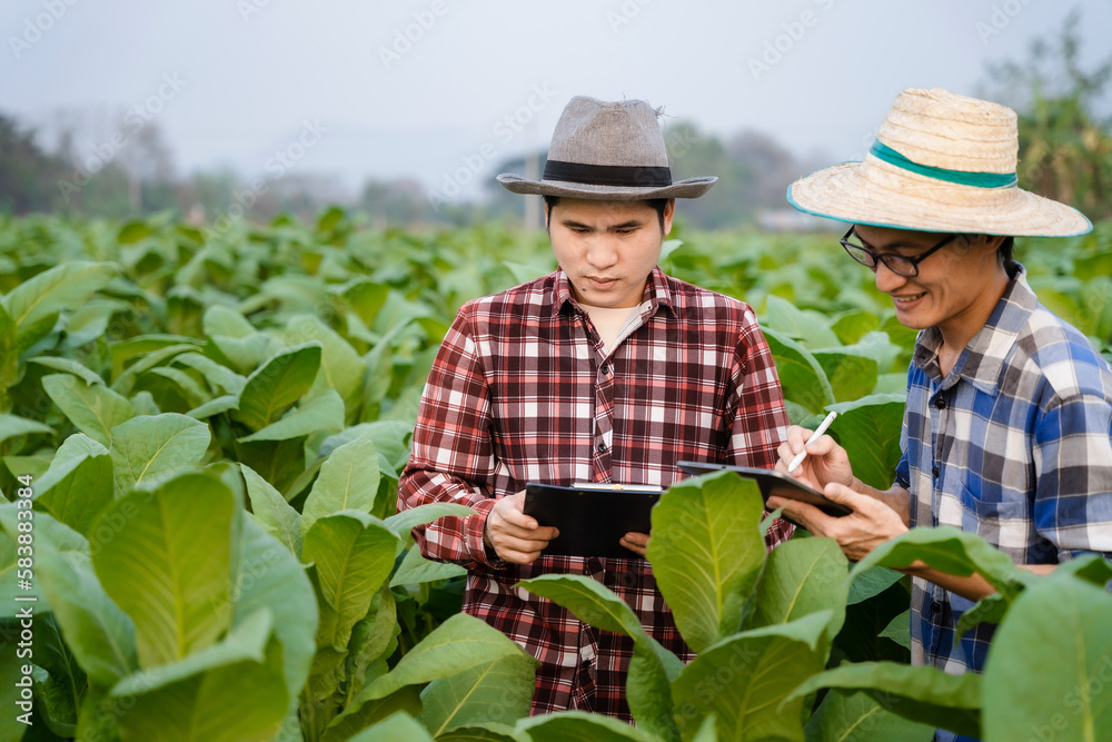 Farmers use the internet's main data network from their tablet to monitor, test and select new cultivation methods, young farmers and tobacco farming.