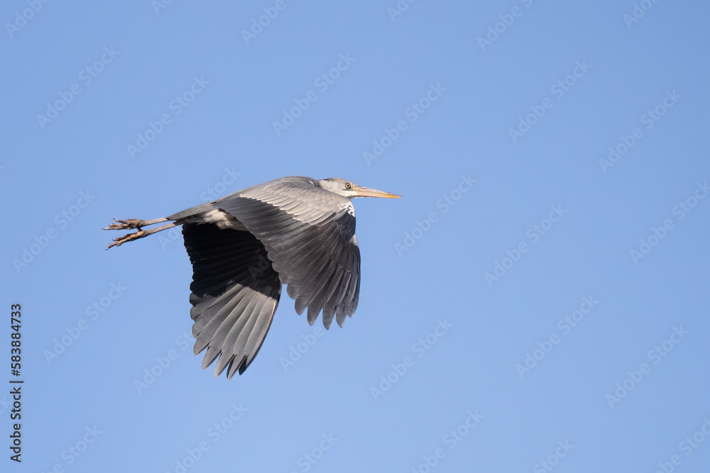 Obraz premium Grey heron