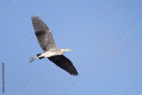 Grey heron © Risto
