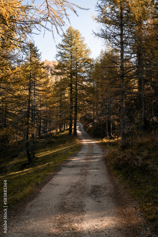A path leading inside the forest of yellow larches in the Alpe Devero, during an autumnal morning, Northern Italy