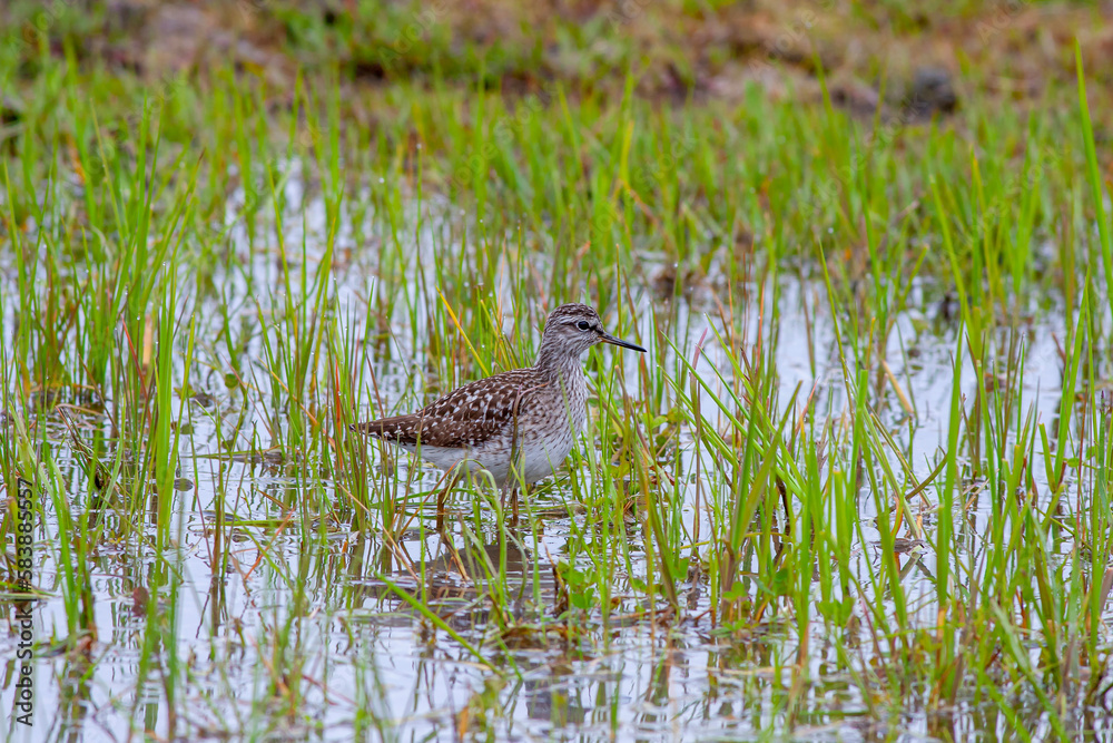 Fototapeta premium water bird looking for food in wetland, Wood Sandpiper, Tringa glareola