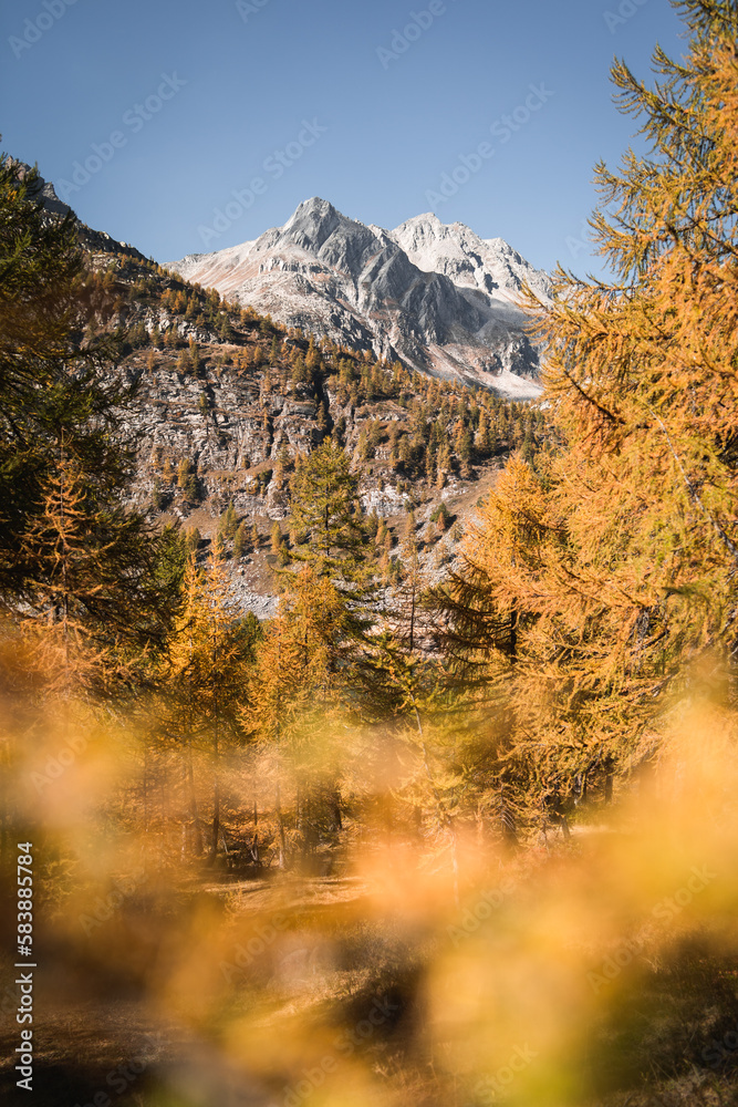 The forest and mountain peaks in the Alpe Devero, Northern Italy, during autumn