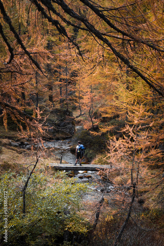 A hiker is crossing a small wooden bridge on a mountain river in the Alpe Devero, Northern Italy, during autumn