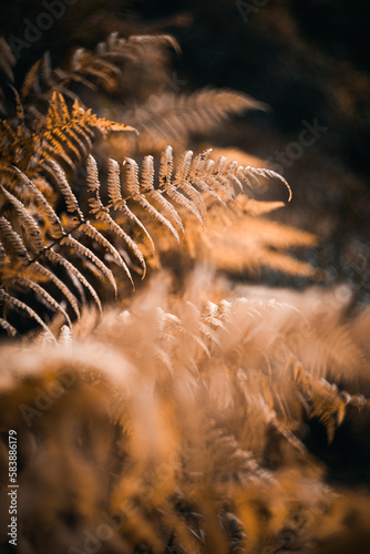 Closeup view of some orange fern leaves during autumn © Stefano Dosselli