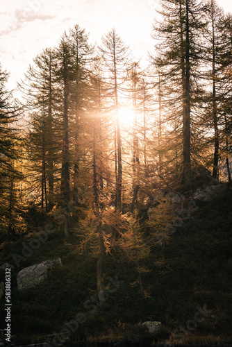 Beautiful morning light in the larches forest of Alpe Devero  Northern Italy  during autumn