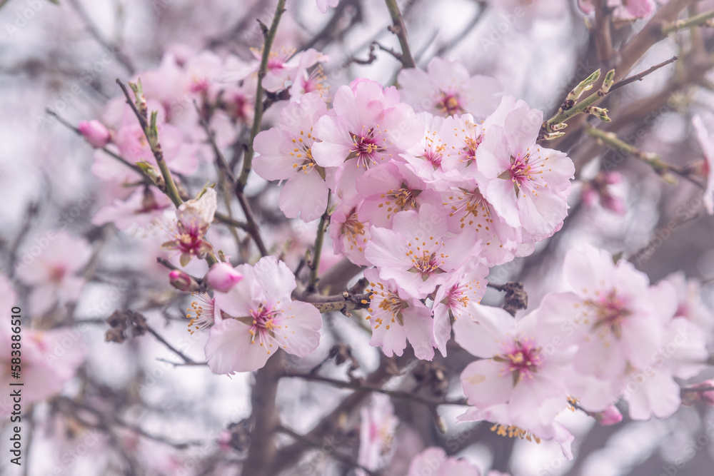 Pink almond tree flowers on branch in spring