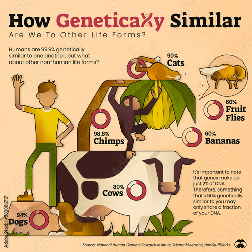 Human genetic similarity, illustration photo