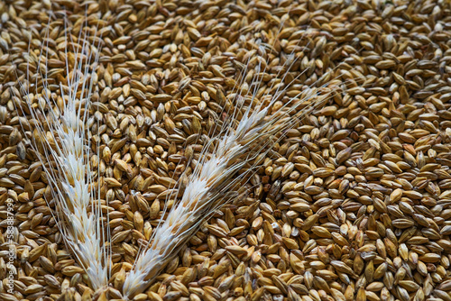 Dried barley ears on malted barley grains. Malt is germinated, dried barley which is used in the whisky and beer production	