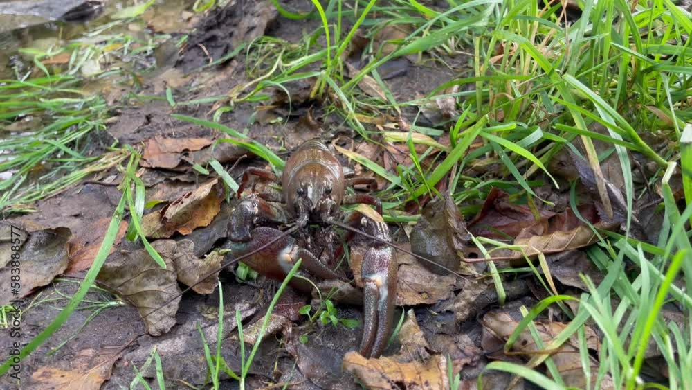 Signal crayfish, Pacifastacus leniusculus, crawling in grass and leaves at river bank. North American crayfish, invasive species in Europe, Japan, California. Freshwater crayfish in wildlife nature. Signal crayfish, Pacifastacus leniusculus, crawling in grass and leaves at river bank. North American crayfish, invasive species in Europe, Japan, California. Freshwater crayfish in wildlife nature.
