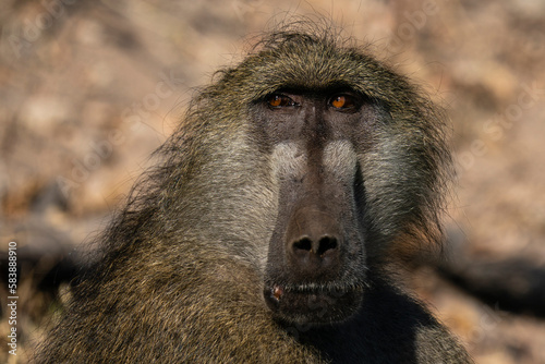 Chacma Baboon (Papio hamadryas), Chobe National Park photo