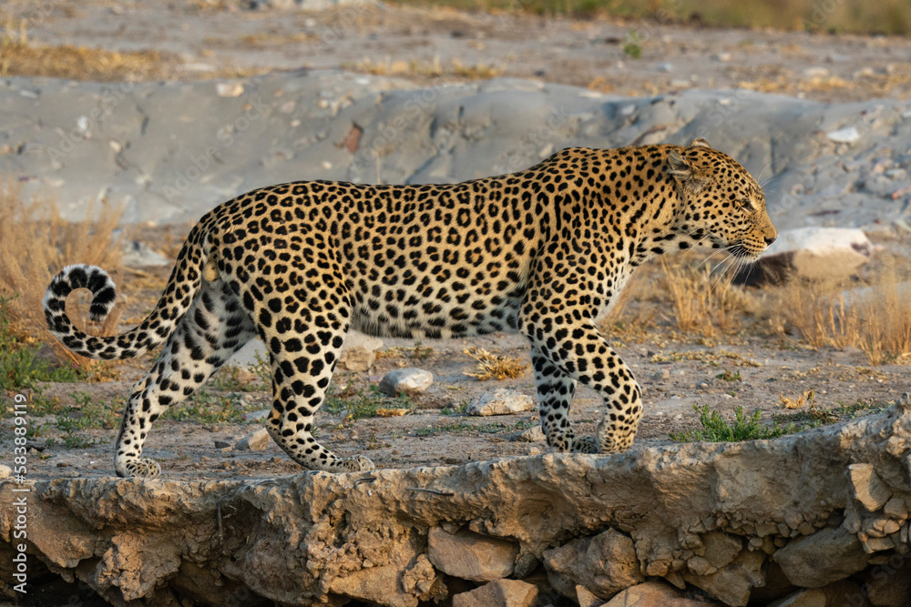 Leopard (Panthera pardus), Savuti, Chobe National Park Leopard (Panthera pardus), Savuti, Chobe National Park