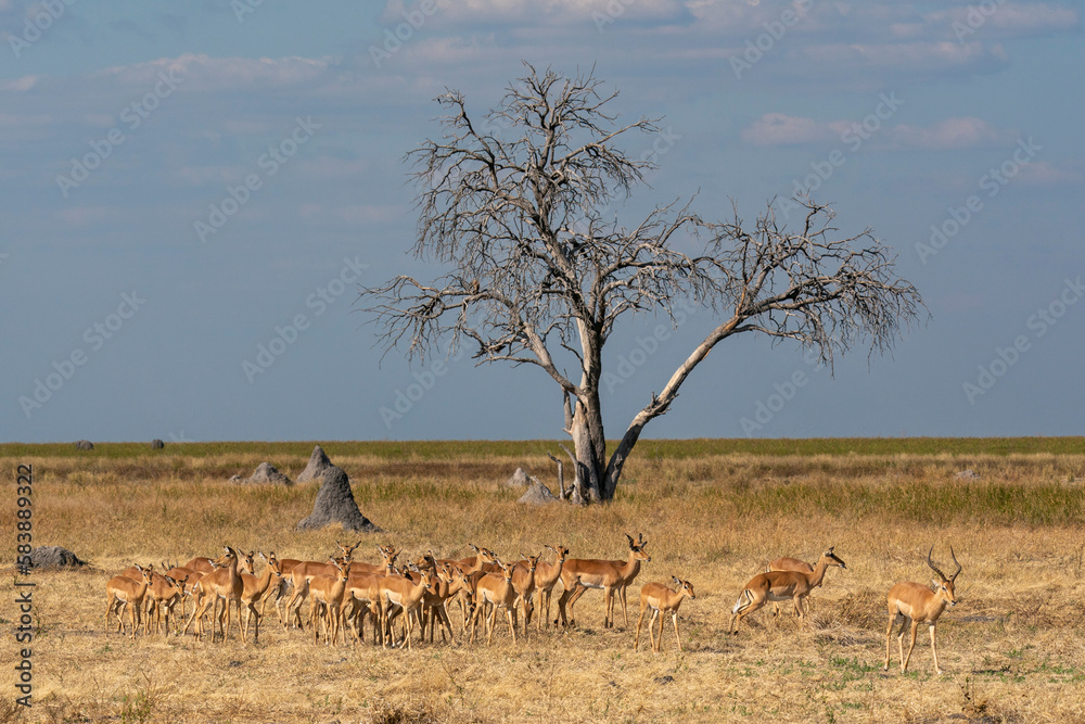 Impalas (Aepyceros melampus) in Mababe Plain, Chobe National Park Impalas (Aepyceros melampus) in Mababe Plain, Chobe National Park