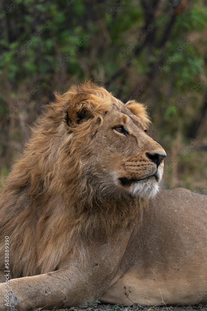 Lion (Panthera leo) resting, Savuti, Chobe National Park Lion (Panthera leo) resting, Savuti, Chobe National Park